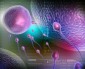 Какво се случва между сперматозоида и яйцеклетката?