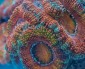Бавният живот на подводния свят